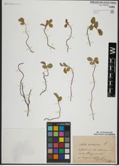 Foto von Salix herbacea L.